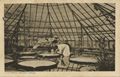 Minden (Westf.), Nordrhein-Westfalen/Victoria-Regia-Haus