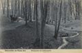 Plau am See, Mecklenburg-Vorpommern/Wald mit Silberquelle