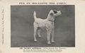 Wire-haird Fox Terrier