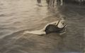 M�dchen im Wasser liegend