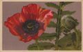 Schlafmohn