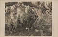 Portr�taufnahme im Wald