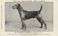 Airdale Terrier