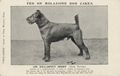 Irish Terrier