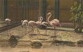 Flamingos