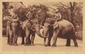 V�lkerschau Indien, Elefanten mit Reitern