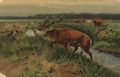 Ersch�pftes Wild auf der Heide