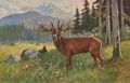 R�hrender Hirsch am Waldesrand