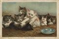 Katzenbabies