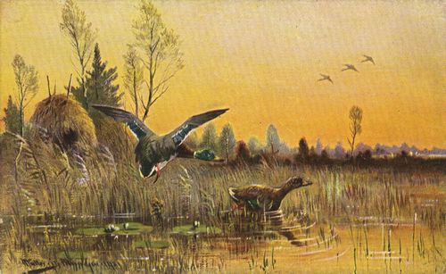 Enten