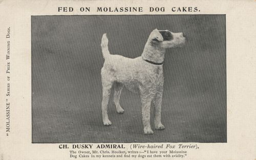 Wire-haird Fox Terrier