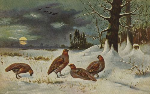 Fasane im Schnee [2]