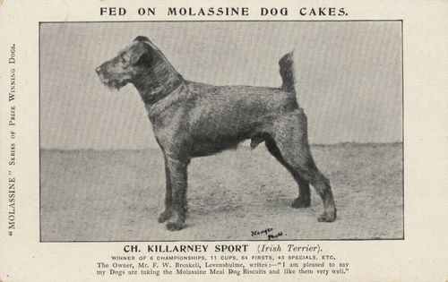 Irish Terrier