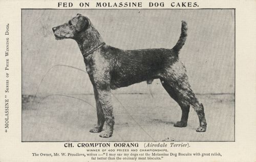 Airdale Terrier
