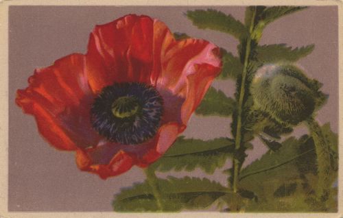 Schlafmohn [2]