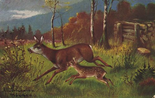 Reh und Kitz laufend