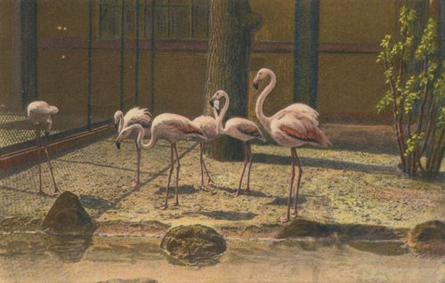Flamingos