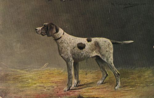 Jagdhund