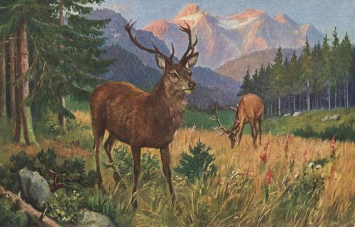 Grasende Hirsch auf Gebirgswaldlichtung