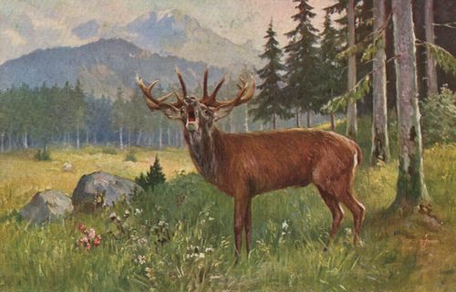R�hrender Hirsch am Waldesrand