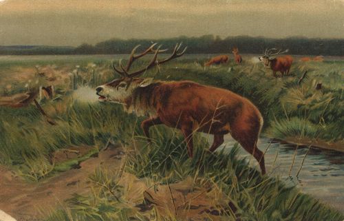 Ersch�pftes Wild auf der Heide