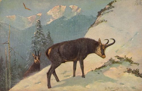 Bergziegen