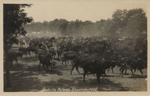 Deutsche Kolonie Alexanderfeld