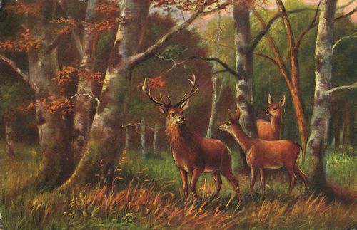 Hirsch und Rehe auf Waldeslichtung