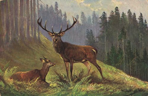 Hirsch und Reh im Gebirgswald