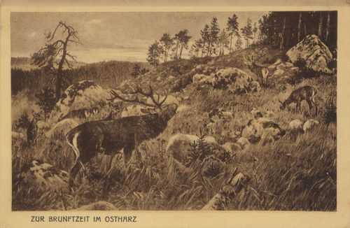 Zur Brunftzeit im Ostharz