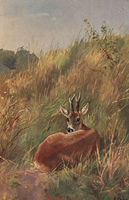 Reh auf der Heide