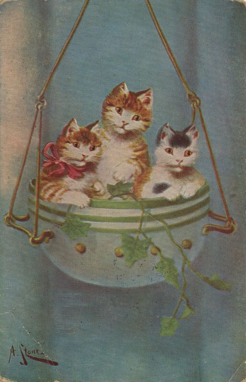 3 Katzenbabies im Korb