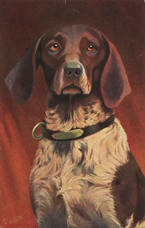 Deutscher H�hnerhund