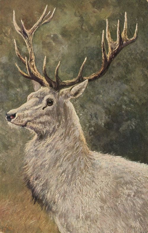 Wei�er Hirsch