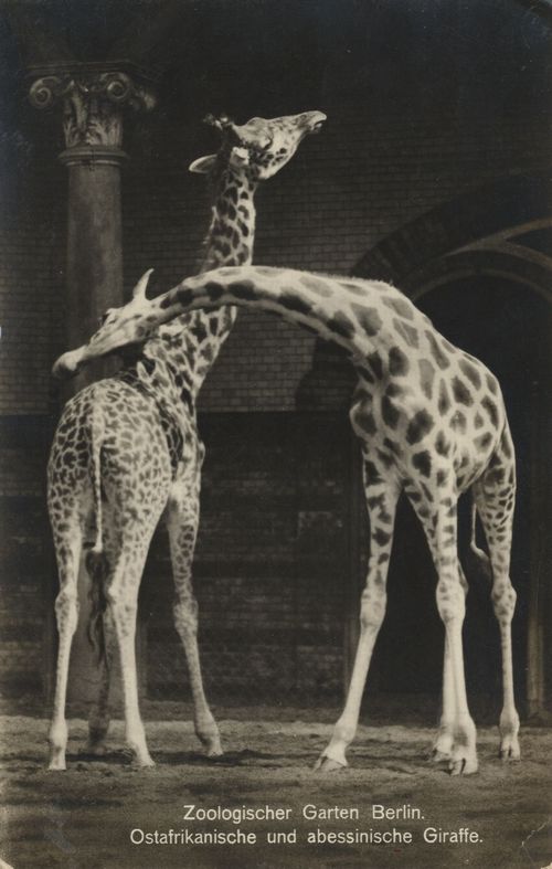 Ostafrikanische und abessinische Giraffe