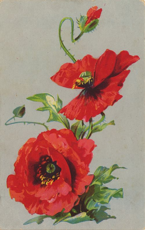 Schlafmohn