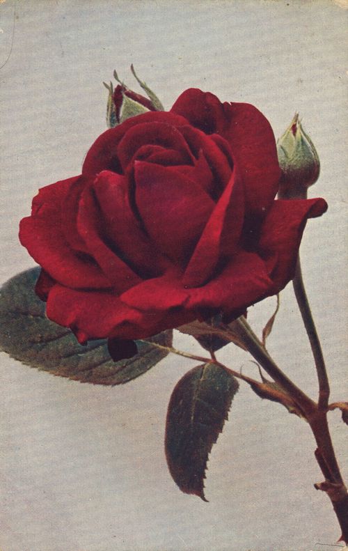 Remontant-Rose