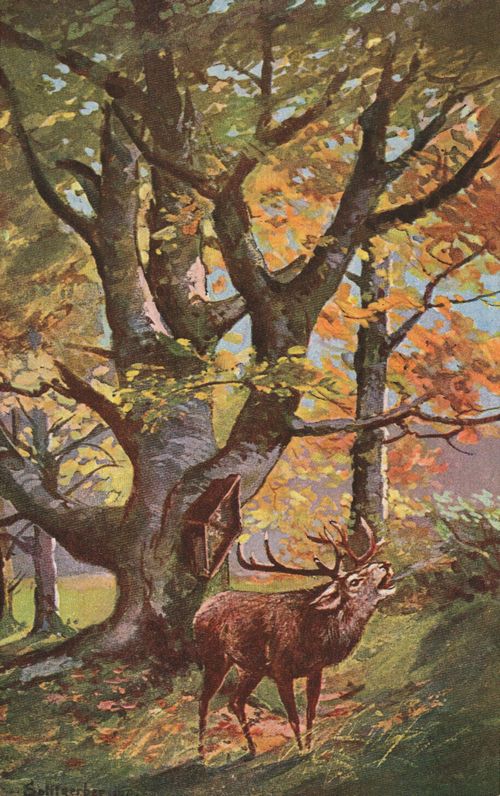 R�hrender Hirsch im Wald