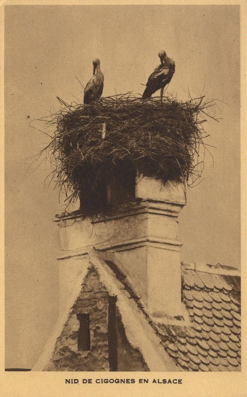 Storchennest im Elsass