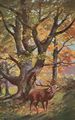 R�hrender Hirsch im Wald