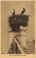 Storchennest im Elsass