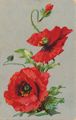 Schlafmohn