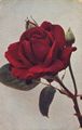 Remontant-Rose