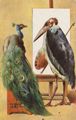 Geier malt sch�nen Pfau