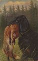 Hund mit erlegtem Fuchs im Maul