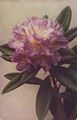 Alpenrose