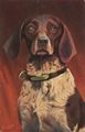 Deutscher H�hnerhund