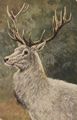 Wei�er Hirsch