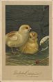 Mit Marienk�fer und Spinnennetz