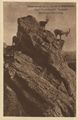 Alpenstein und nubische Steinb�cke